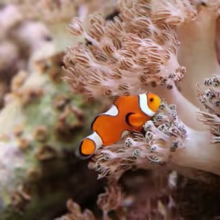 event-img-Ocean Wonders Await at the New York Aquarium