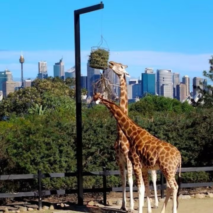event-img-Taronga Zoo Sydney – Explore Wildlife & Stunning Harbour Views