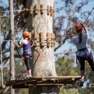 Treetops Adventure Nowra Park – High Ropes & Forest Fun