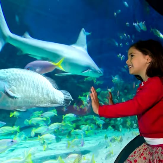 event-img-Sydney Flexi Attractions Pass by iVenture