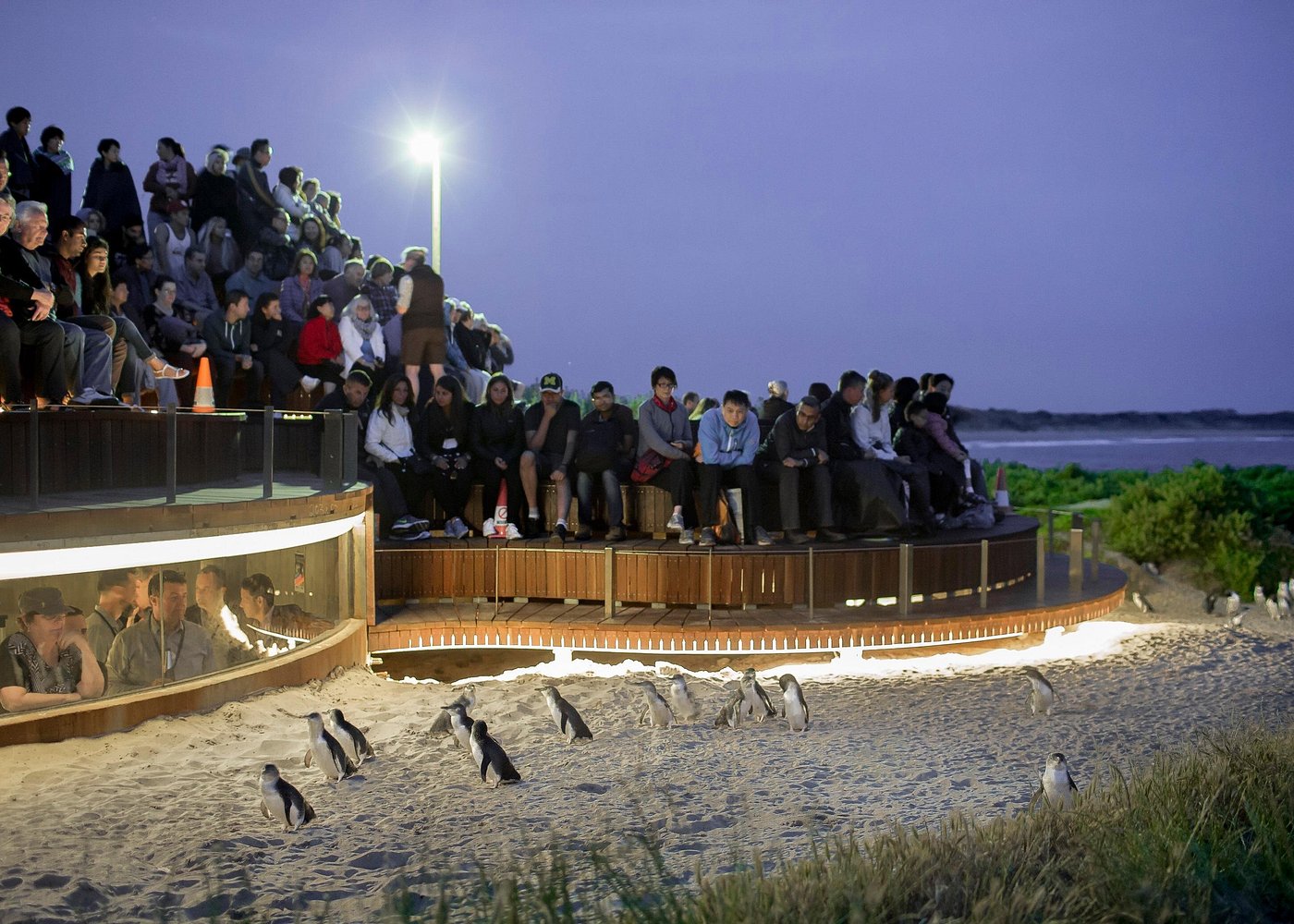 See Phillip Island Penguins Up Close – Day Trip from Melbourne