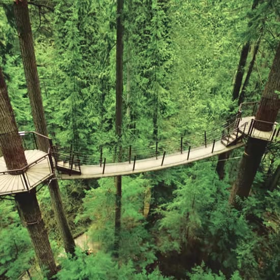 Capilano Suspension Bridge: Walk the Treetops