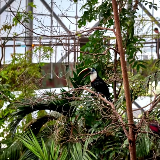 event-img-Discover Green Planet: Indoor Rainforest in Dubai