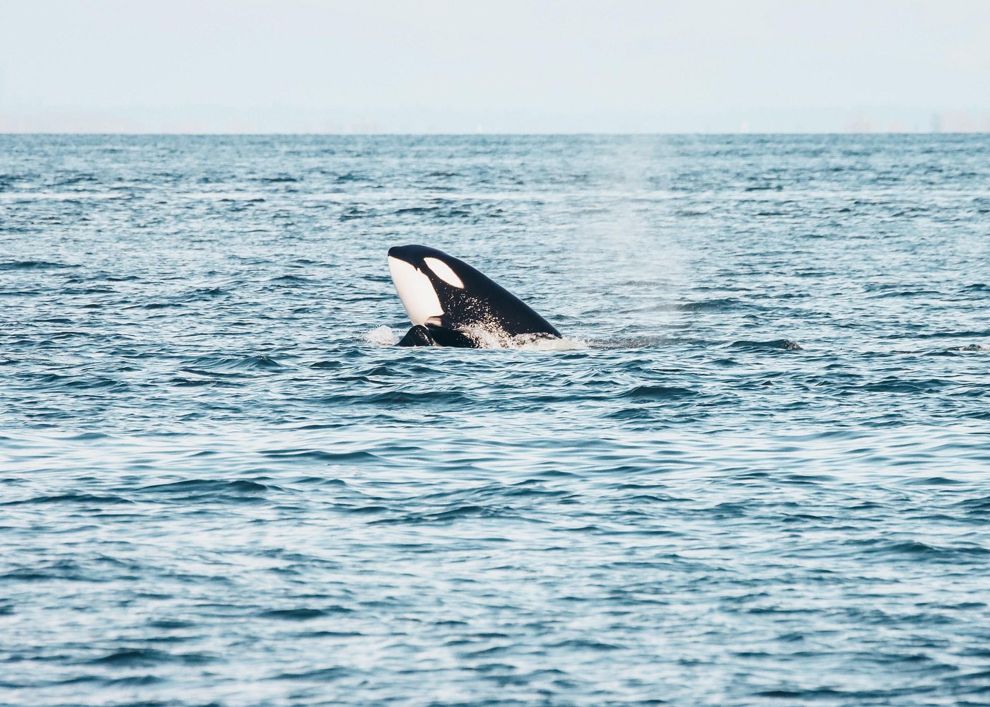 Half-Day Vancouver Whale Watching Tour + Free Photos