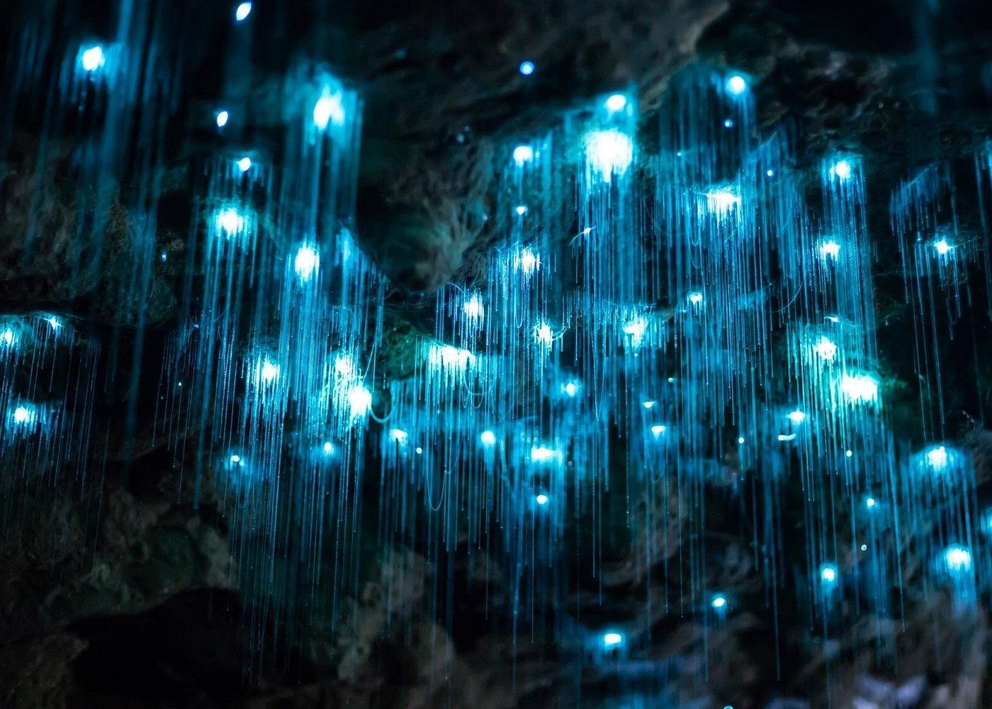 event-img-Scenic Rim Glow Worm Tour + Hop-On Hop-Off Bus