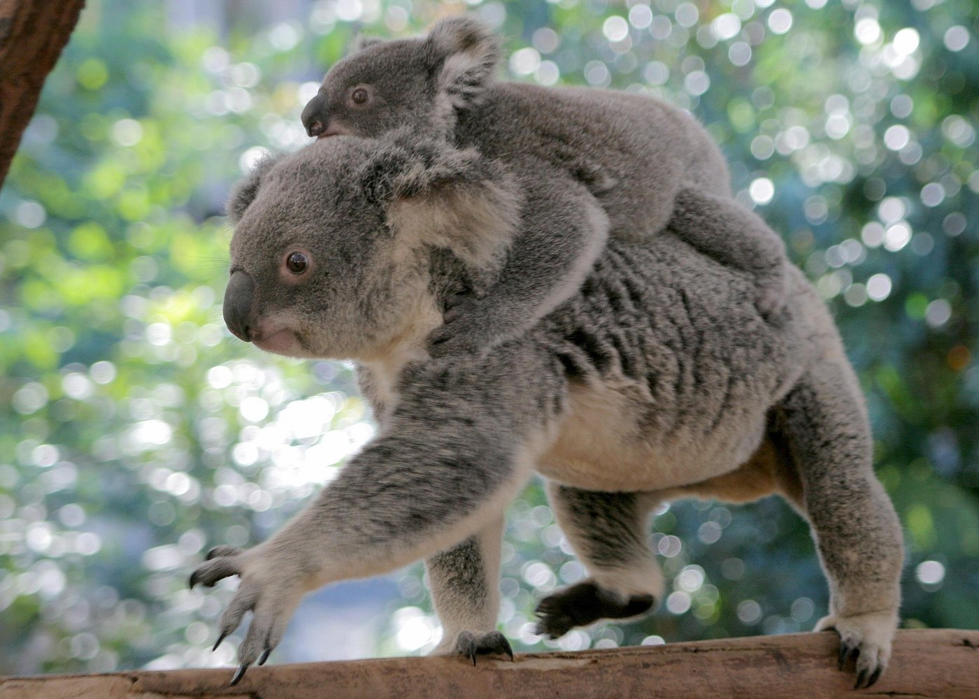 event-img-Brisbane River Cruise + Lone Pine Koala Sanctuary