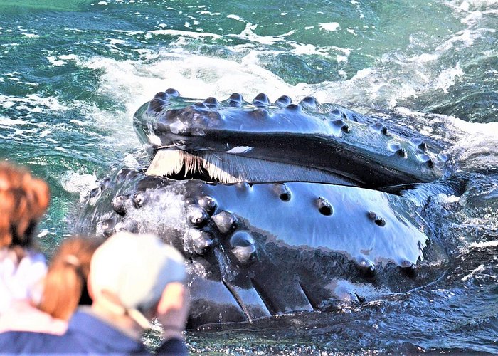 event-img-High-Speed Whale Watching Cruise with City Cruises Boston
