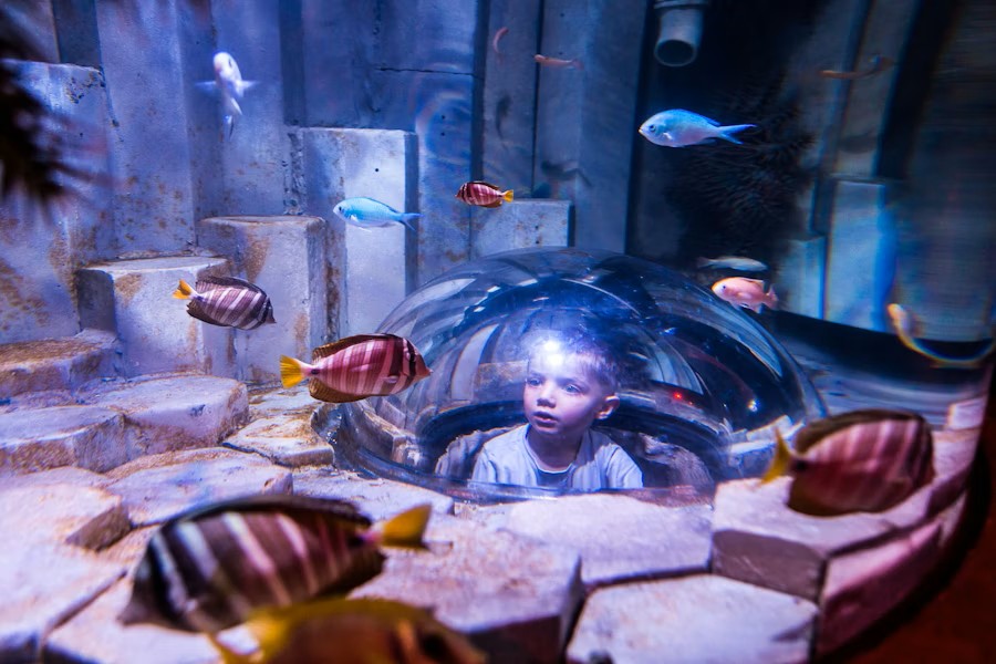 Explore SEA LIFE Sydney Aquarium – Entry Tickets