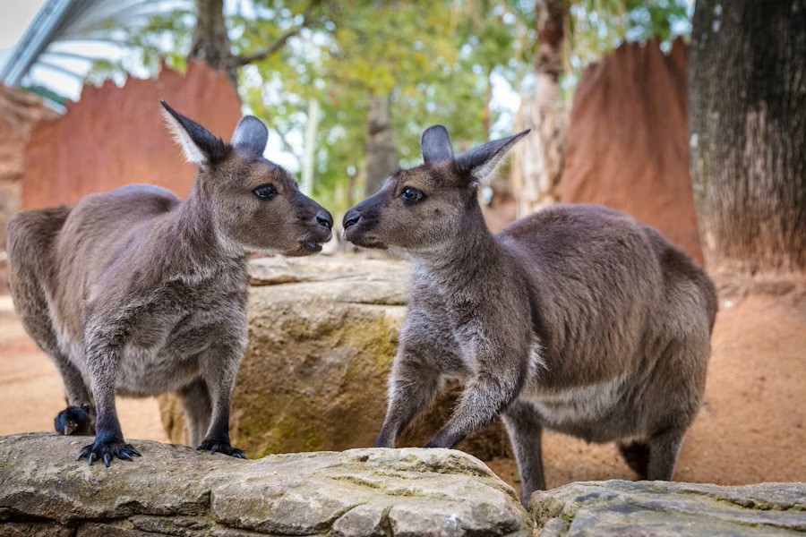 event-img-Explore WILD LIFE Sydney Zoo – Entry Tickets