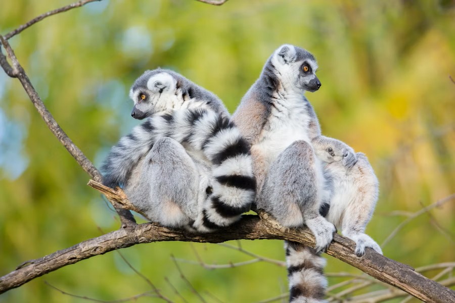 event-img-Woodland Park Zoo Seattle Entry Pass