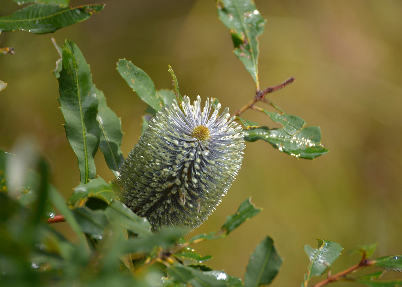 event-img-Trevena Glen Nature & Animal Walk – 1 Hour