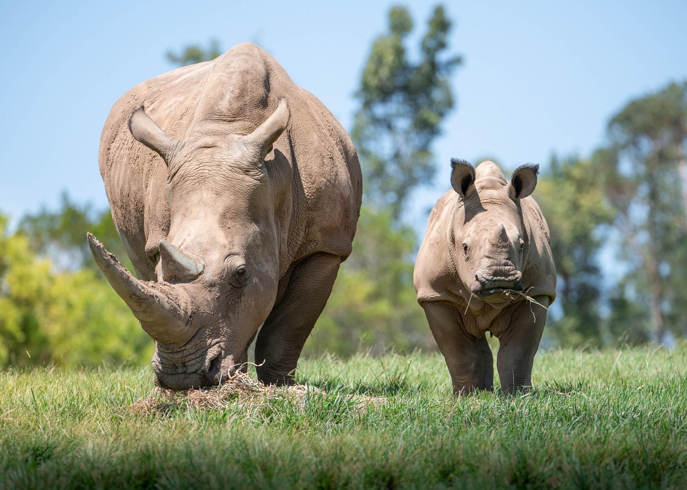 event-img-Croc Express Brisbane Pickup – Transfers Only