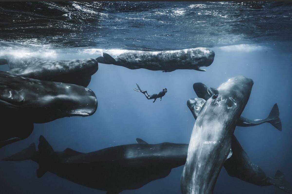 event-img-Sydney Harbour Cabaret Dinner Cruise