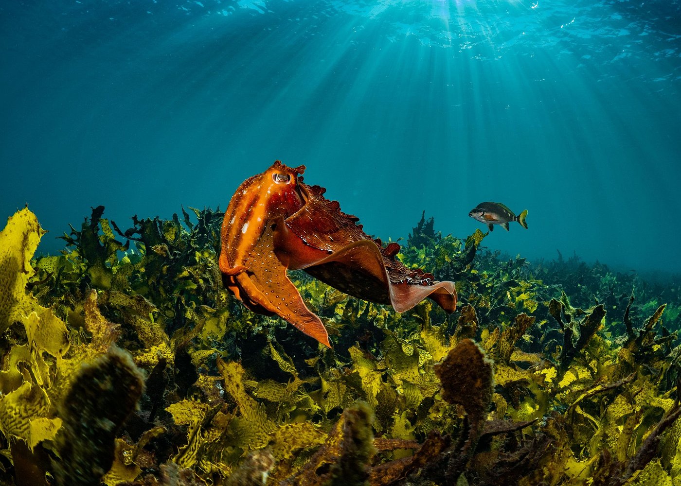 event-img-Bondi Beach Guided Snorkeling Adventure