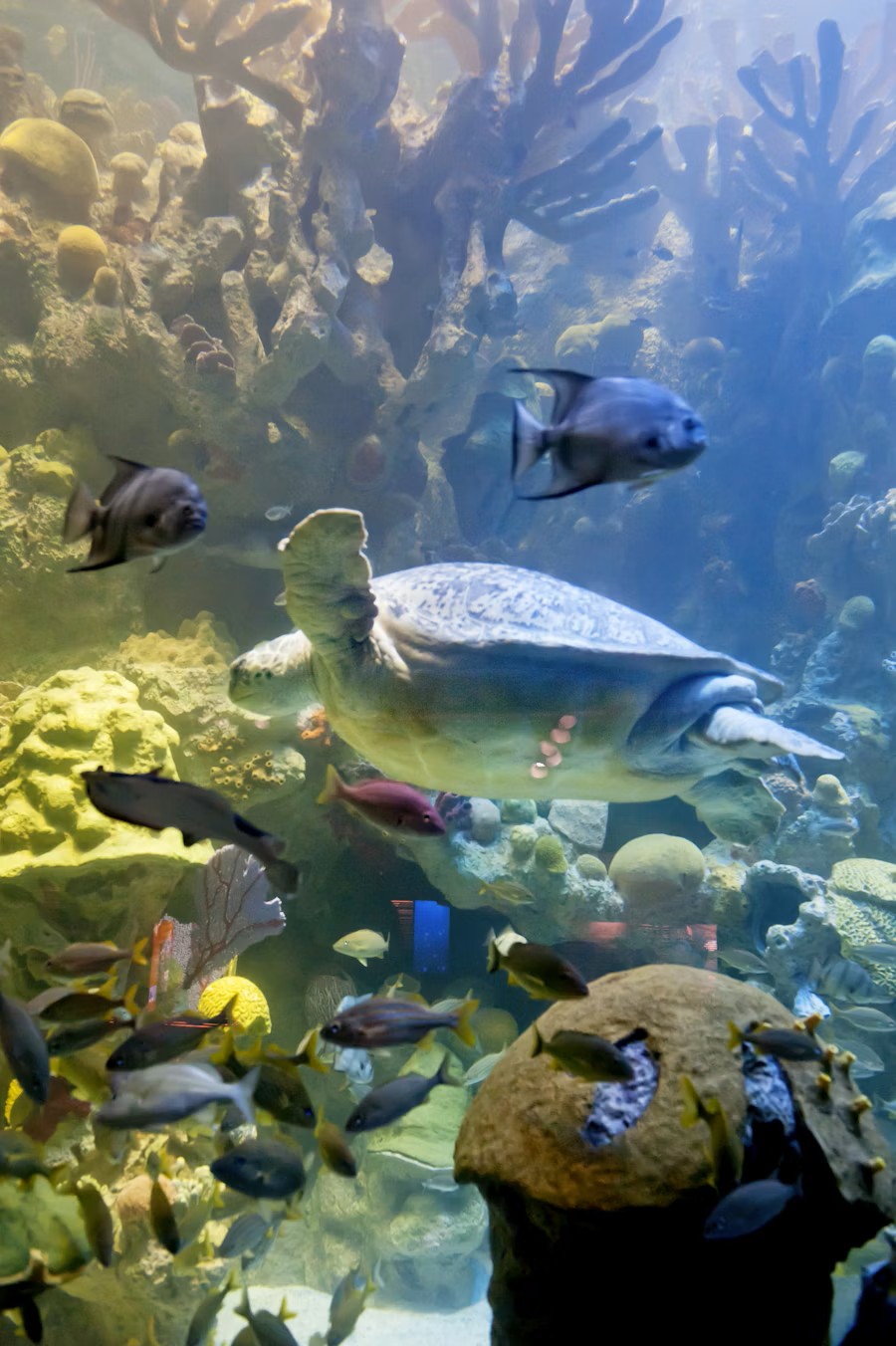 event-img-xplore Marine Life at Boston’s New England Aquarium