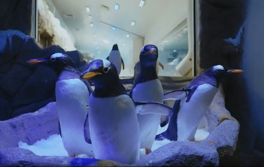 event-img-Dubai Aquarium & Underwater Zoo: Interactive Ocean Experience