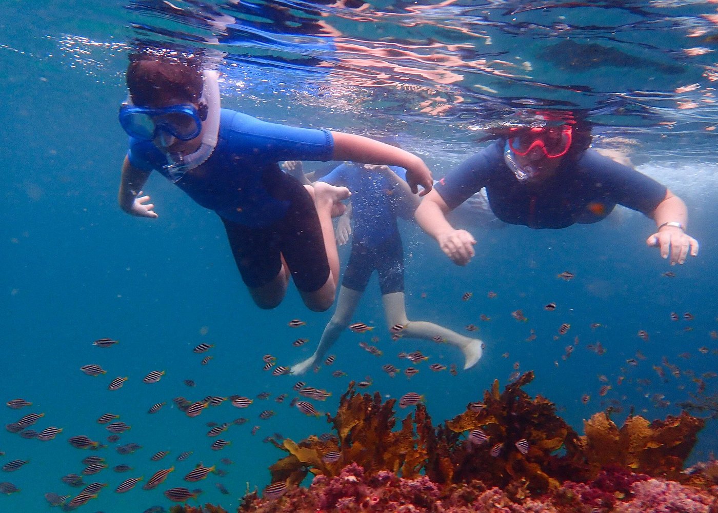event-img-Private Snorkeling Experience for Children – Sydney
