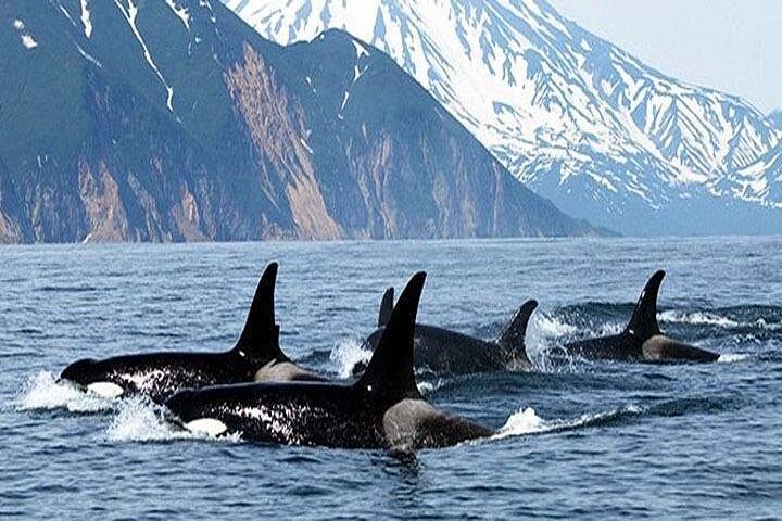 event-img-Vancouver Combo Tour: Whale Watching Experience & City Sights