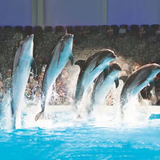 Dubai Dolphinarium Show Experience: Dolphins & Seals