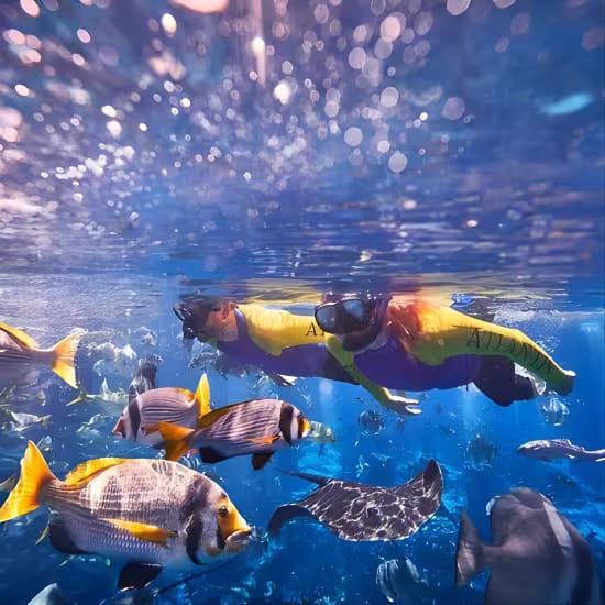 Dubai Lost Chambers Snorkel Experience – Swim with Exotic Marine Life