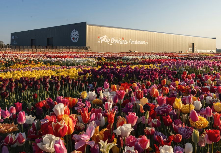 event-img-Amsterdam Tulip Experience Tickets with Garden Access