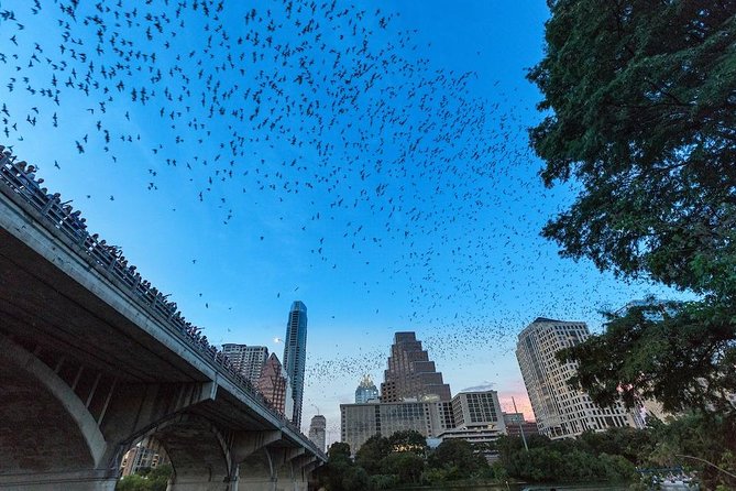 event-img-Austin Kayak Bat Tour | Watch Bracken Cave Bats Fly Out