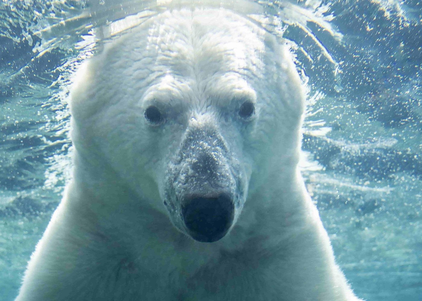 event-img-Wilder Institute/Calgary Zoo: Entry Ticket
