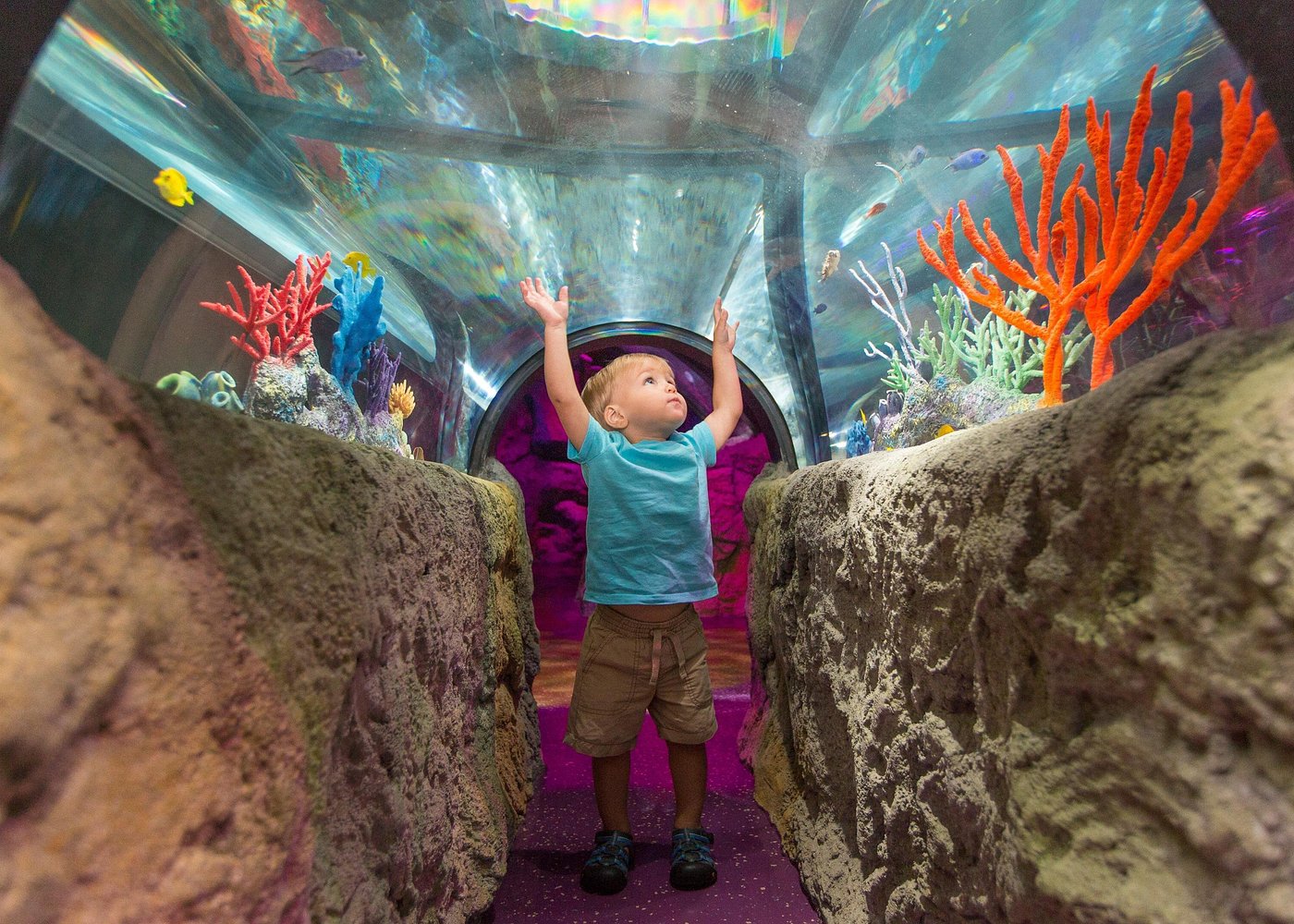 event-img-Concord NC Aquarium Tickets – SEA LIFE Family Attraction Experience