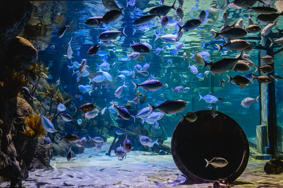 event-img-SEA LIFE Auckland Tickets – Underwater Tunnel & Ocean Exhibits