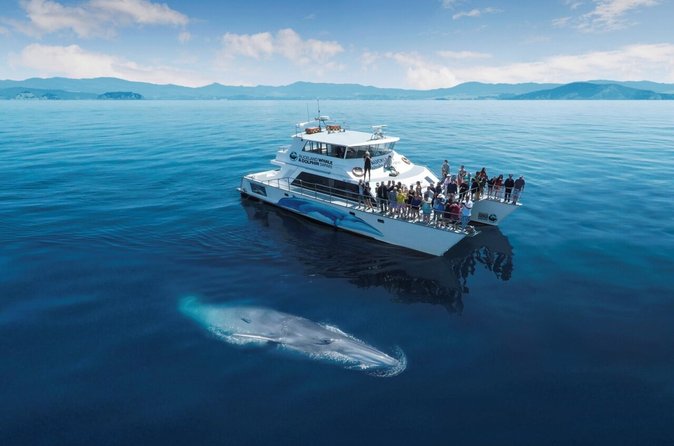 event-img-Whale Watching Boat Tour in Auckland – Ocean Wildlife Adventure