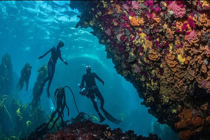 event-img-Cape Town Boat & Snorkeling Trip – Explore Underwater Marine Ecosystems