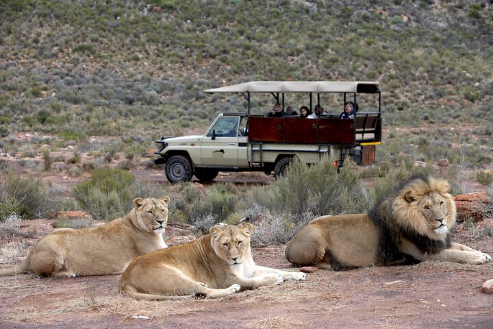 event-img-Cape Town Safari Tour – Aquila Game Reserve Big Five Game Drive