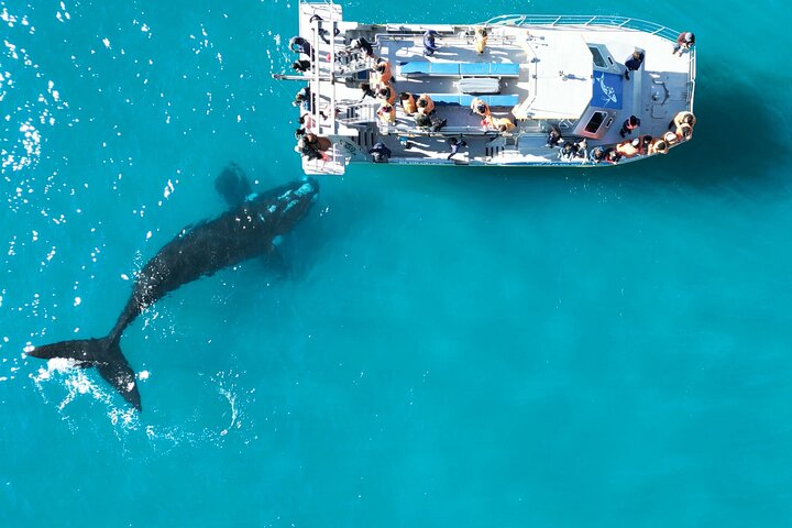 event-img-Marine Life Boat Tour in Cape Town – Whale, Dolphin & Seal Sightings