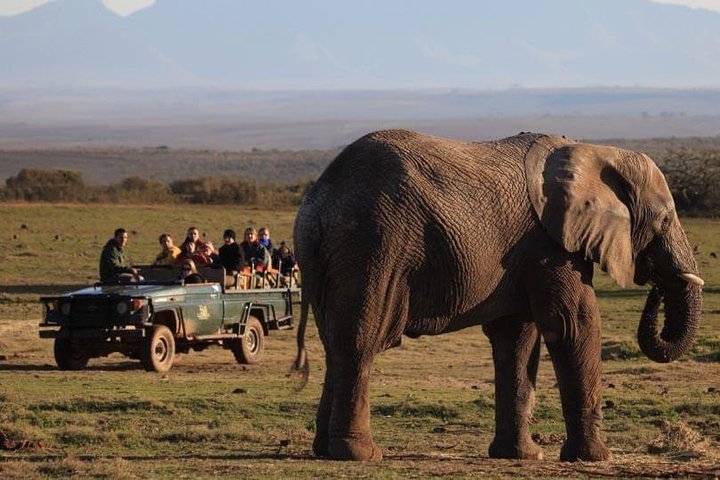 event-img-Cape Town Safari Getaway – 2-Day Big Five Wildlife Adventure Tour