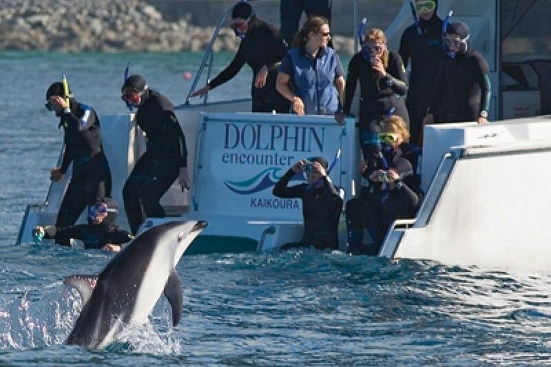 event-img-Swim with Wild Dolphins in Kaikōura – Guided Day Tour from Christchurch