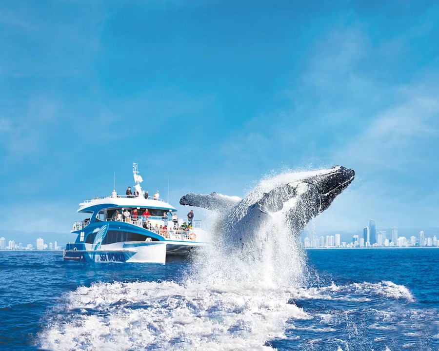 event-img-Gold Coast Whale Cruise – Guided Marine Wildlife Experience Along the Coast