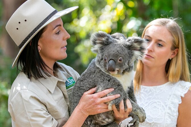 event-img-Currumbin Wildlife Sanctuary Tickets in Gold Coast – Koalas, Kangaroos & More