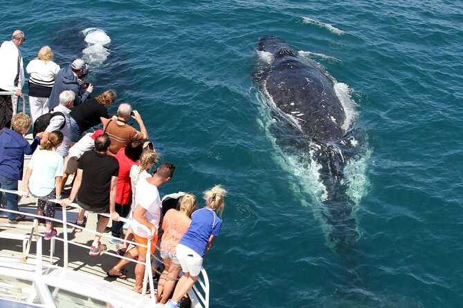 event-img-Gold Coast Whale Watching Cruise – See Humpback Whales in Gold Coast
