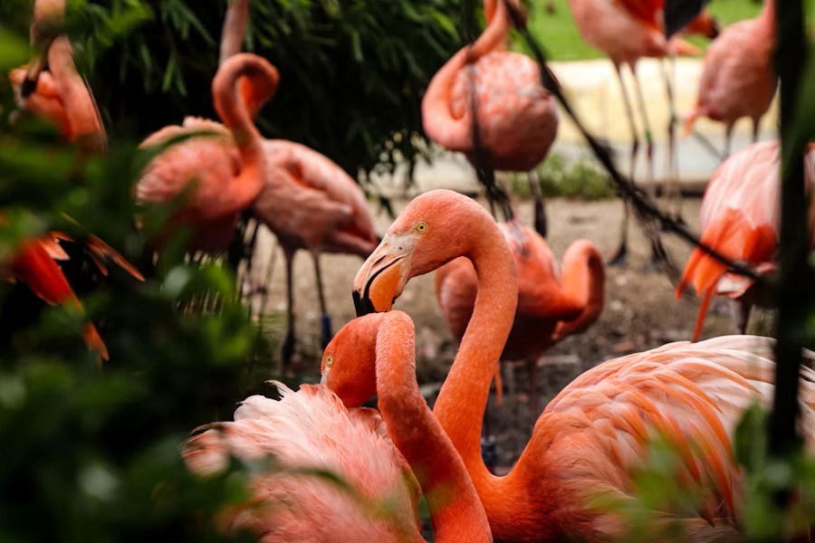 event-img-Fort Lauderdale Flamingo Gardens Tickets
