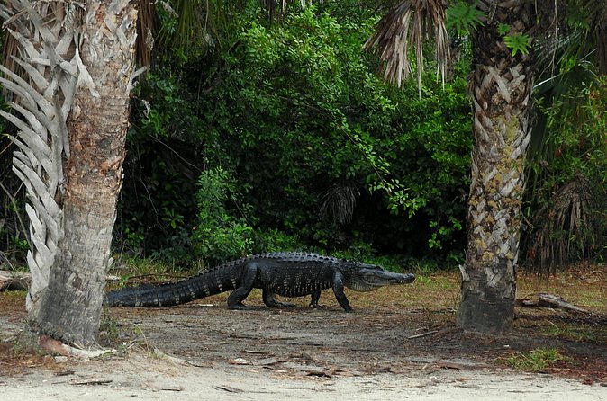 event-img-Everglades Day Trip from Fort Lauderdale