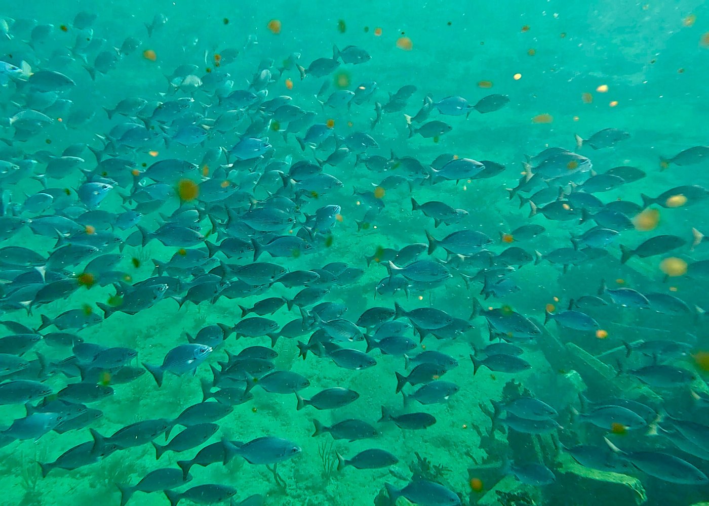 event-img-Fort Lauderdale Ocean Reef Snorkeling Tour with Snacks & Drinks